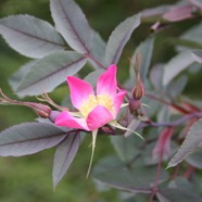 IMG_5717w6.jpg