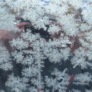 IMG_1034.JPG